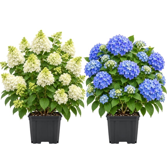 Hydrangea Live Plants Set of 2 - Limelight & Nikko Blue, Partial Shade, Ships in Pots - Home Garden Ready