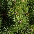 thumbnail image 3 of Pumilio Swiss Mountain Pine-Dwarf Evergreen-Ideal for Rock Gardens  3 Gallon, 3 of 22