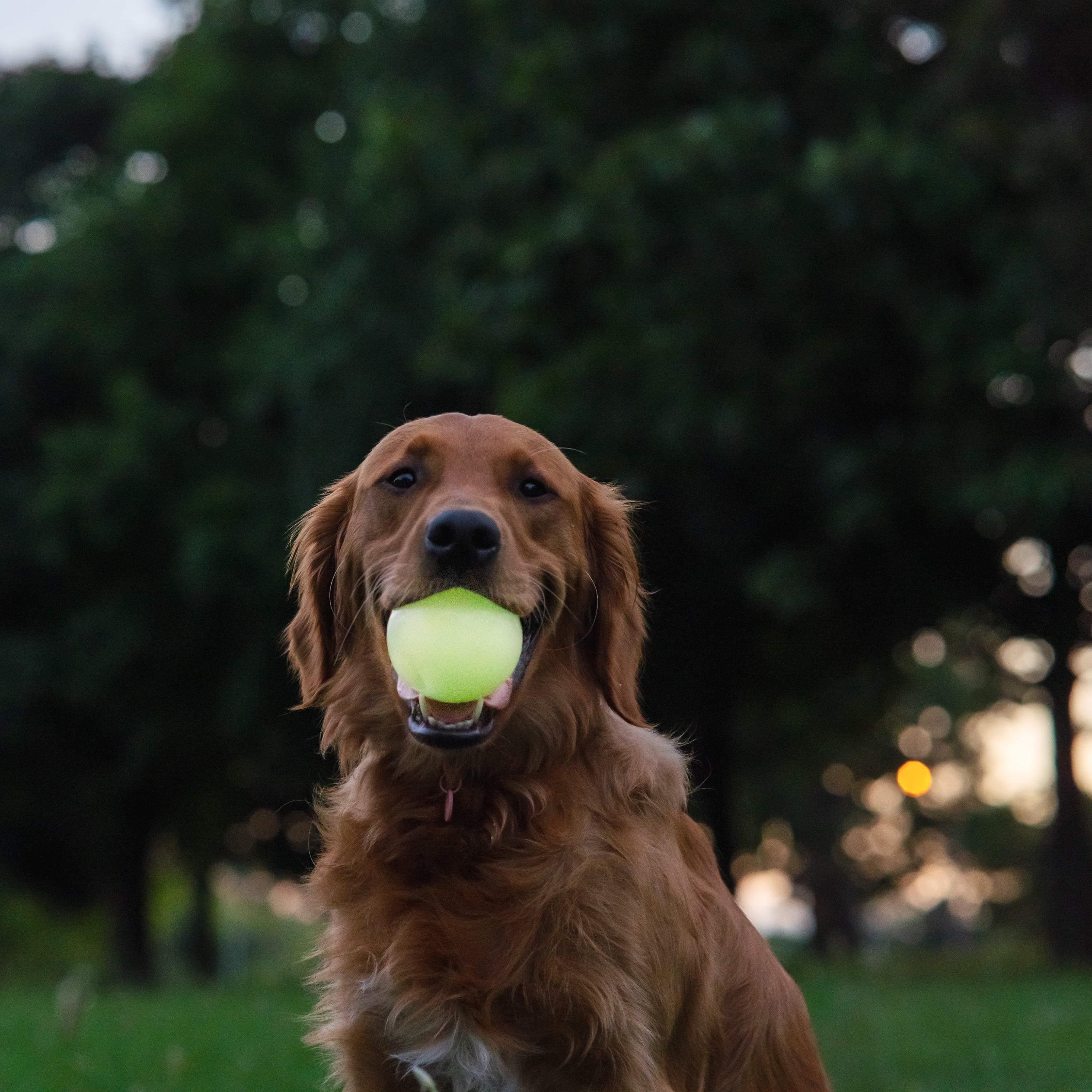 Chew King By Mammoth 2.5" All-Natural Rubber Fetch Ball Combo, Multicolored, 3 Pack Set