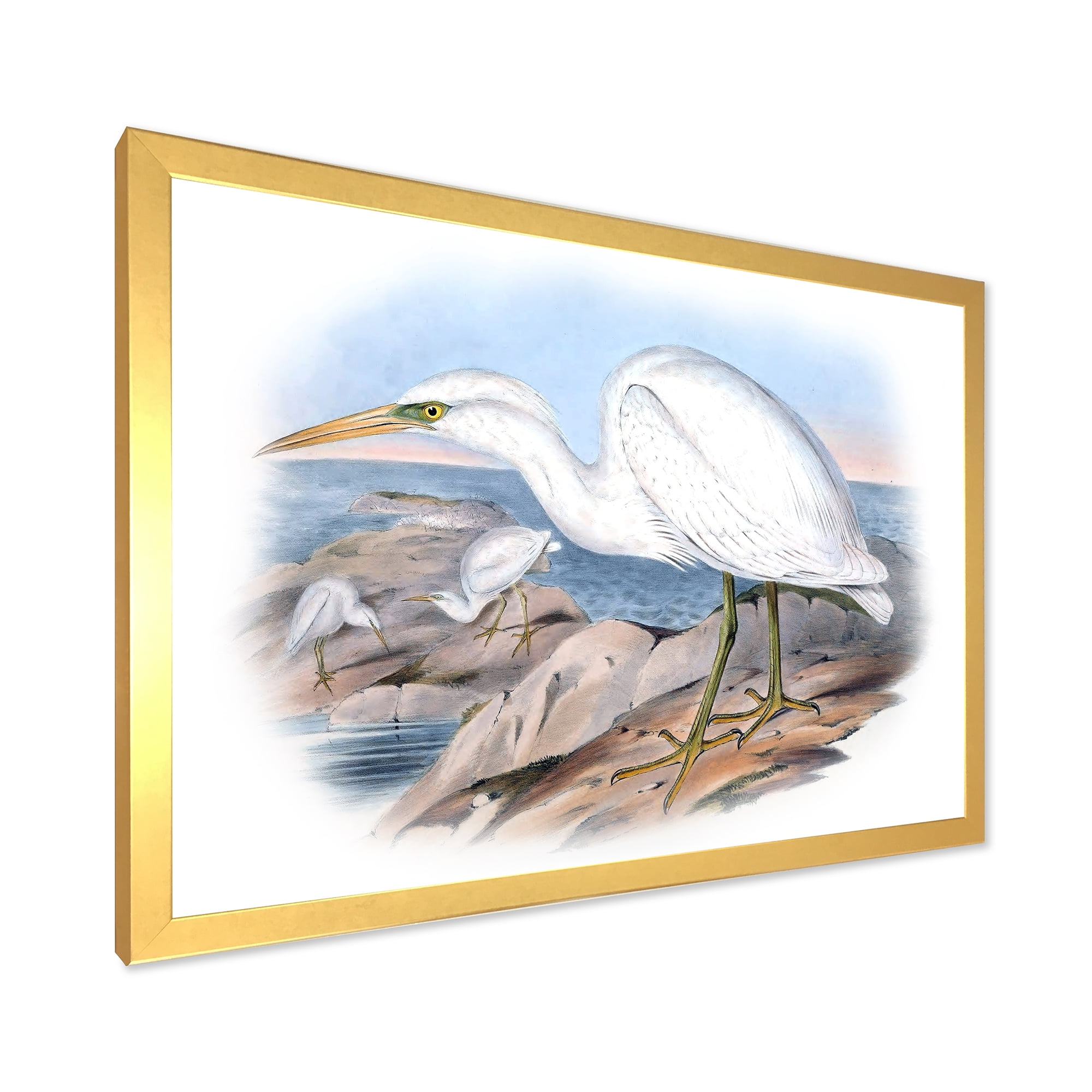 Designart 'Ancient Australian Birds XIII' Traditional Framed Art Print