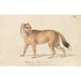 thumbnail image 2 of Charles Hamilton Smith 24x17 Gold Ornate Framed and Double Matted Museum Art Print Titled - Falkland Islands Wolf (1837), 2 of 4