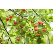 30 RED HUCKLEBERRY Vaccinium Parvifolium aka Red Blueberry & Red Bilberry Pink Flower Berry Edible Fruit Shrub Seeds