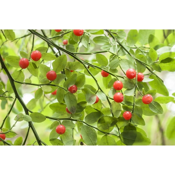 30 RED HUCKLEBERRY Vaccinium Parvifolium aka Red Blueberry & Red Bilberry Pink Flower Berry Edible Fruit Shrub Seeds
