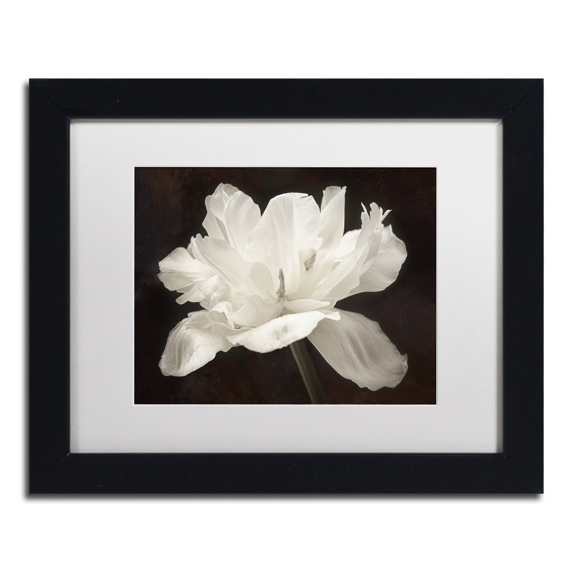Trademark Fine Art 'White Tulip I' Canvas Art by Cora Niele, White Matte, Wood Frame