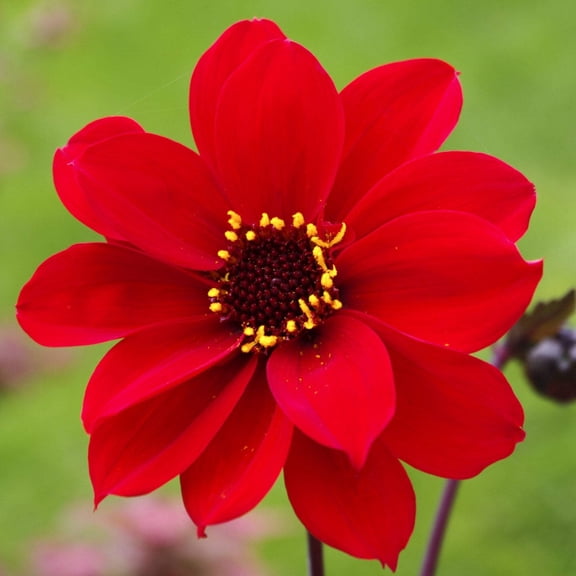 Easy to Grow Dahlia Bishop of Llandaff 3 Tuber Clumps, Red Blooms Summer Sun