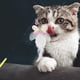 thumbnail image 5 of Juguete Interactivo Para Gatos Juguete Interactivo Con Plumas Para Gatos, 5 of 6