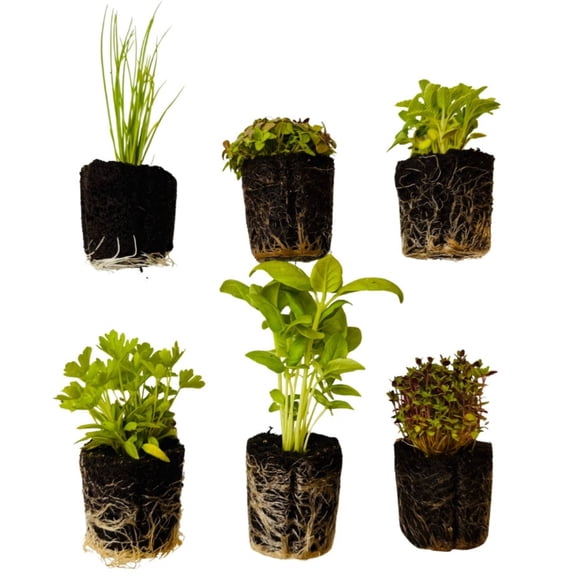 6 Herb Seedlings: Ready-to-Plant, Starts, Plugs, Garden-Ready, Live Plants, Transplants, Pre-sprouted, for Soil & Hydroponic Gardens