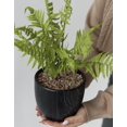 thumbnail image 2 of Artificial Fern Leaf in Pot - Celeste, 2 of 5