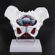 thumbnail image 4 of Modelo de pelvis femenina Yashi órganos reproductivos vejiga Rehabilitación muscular anatomía blanca y roja, 4 of 5