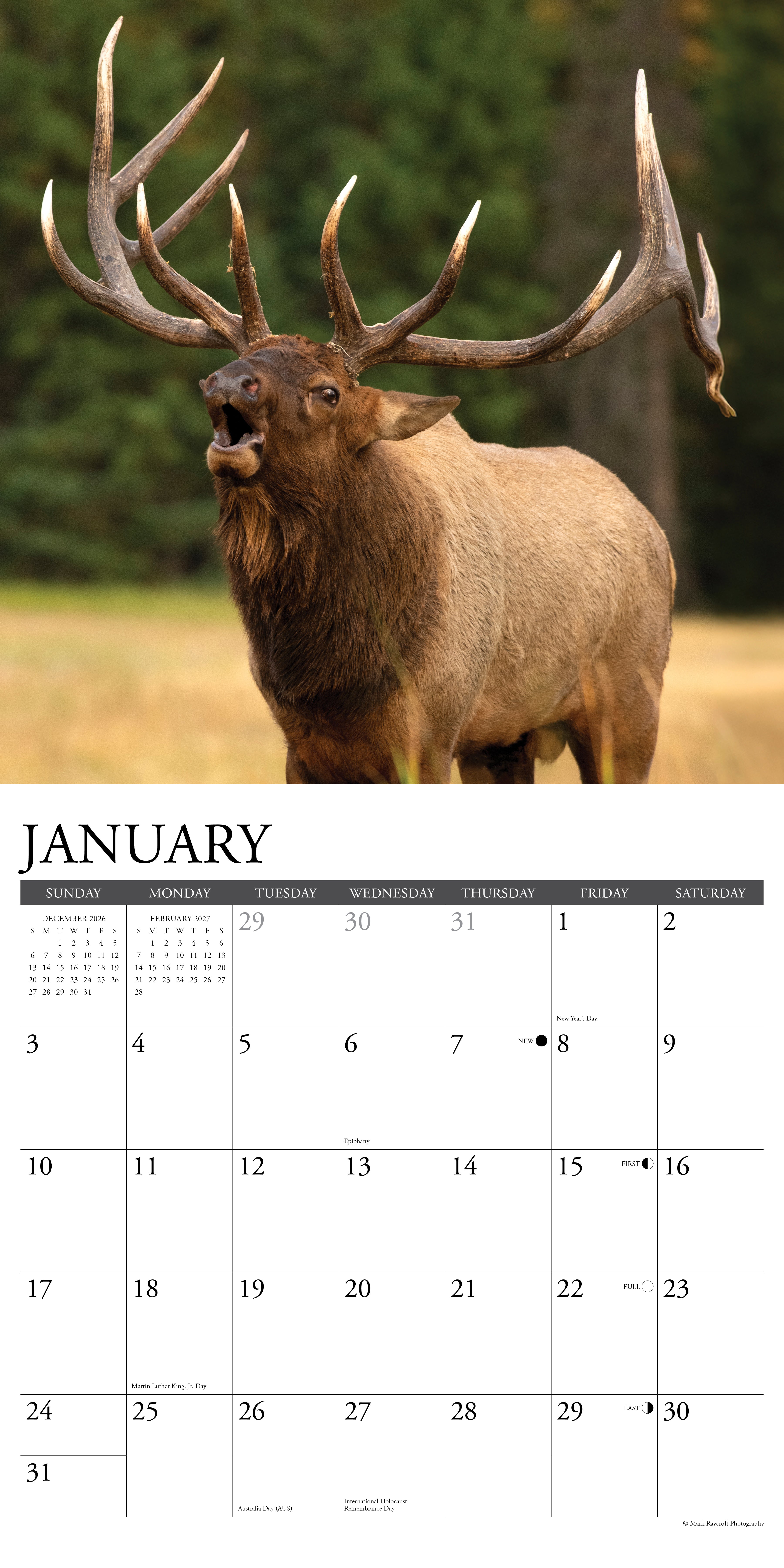 Willow Creek Press, Bull Elk 2027 Wall Calendar