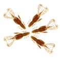 thumbnail image 2 of 10 Uds señuelos artificiales para camarones Crankbaits suaves señuelos para camarones premium cebos blandos plantillas de pesca aparejos de pesca Soledad Señuelos de pesca artificial suave, 2 of 10