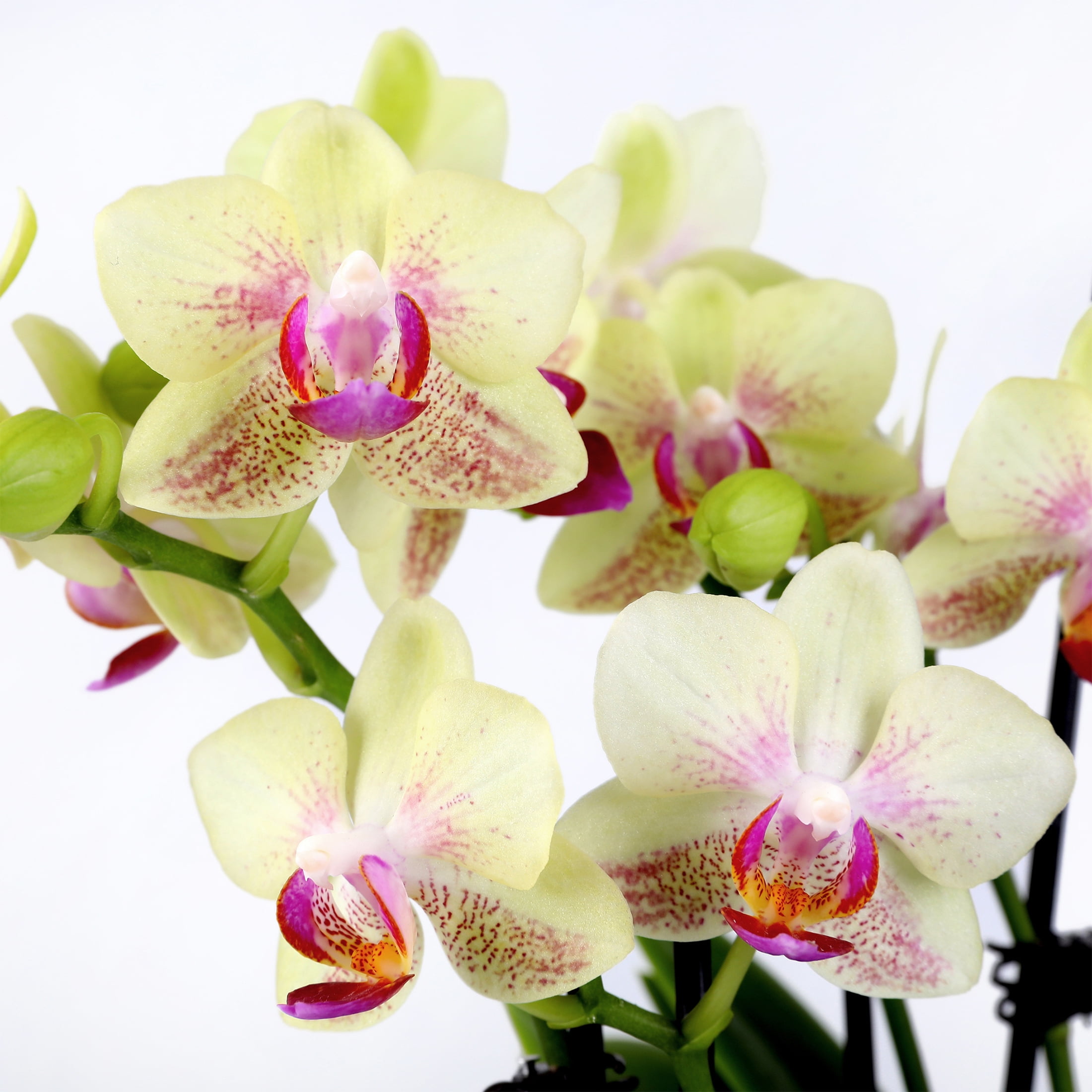 Green Circle Growers 3" Yellow Orchid Live Plant in Temperance Floramx Planter – Mother’s Day Gift Mini Orchid