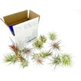 thumbnail image 4 of ragnaroc Air Plants - Tillandsia Ionantha Pack, Regular 1-3" - 12ct - Live Arrival Guaranteed - House Plants for Home Decor & Gift, 4 of 9