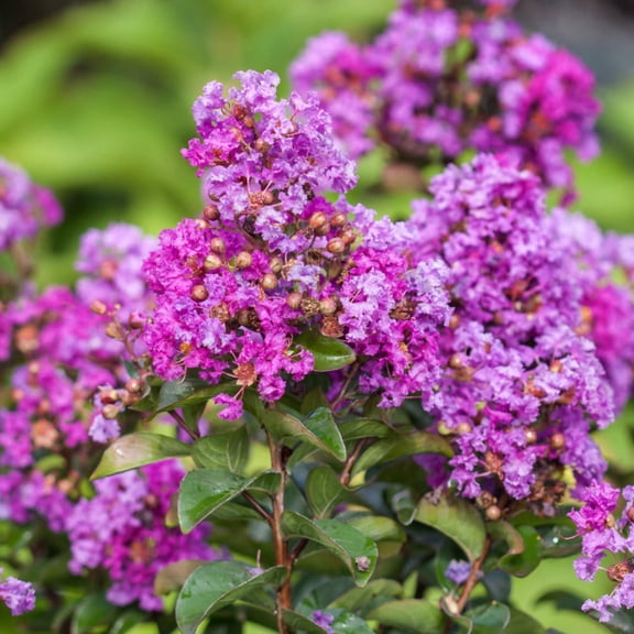 First Editions Plum Magic Crape Myrtle - 3 Gallon Pot, Live Deciduous Plant, Full/Part Sun, Outdoor