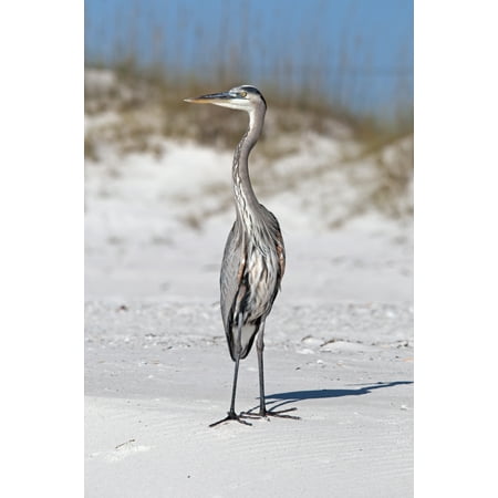 Blue heron on the sandGulf shores alabama united states of america Canvas Art - Jim Julien Design Pics (24 x 38)