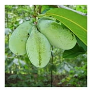 2 Paw Paw Trees Plants, Live Pawpaw Tree Plant - Banana Fruit - Asimina Triloba - Pawpaw Plants- 3.25" Pot