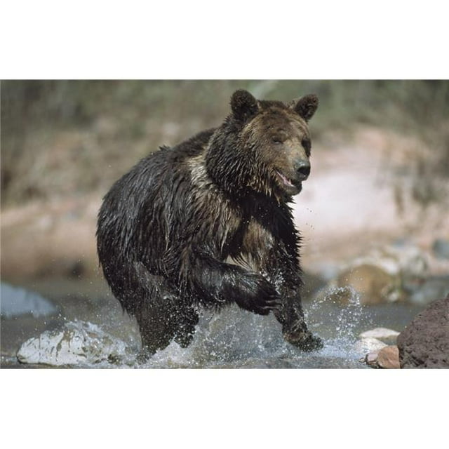 Posterazzi DPI1865436LARGE Wet Grizzly Bear Running In Stream Poster Print, 38 x 24