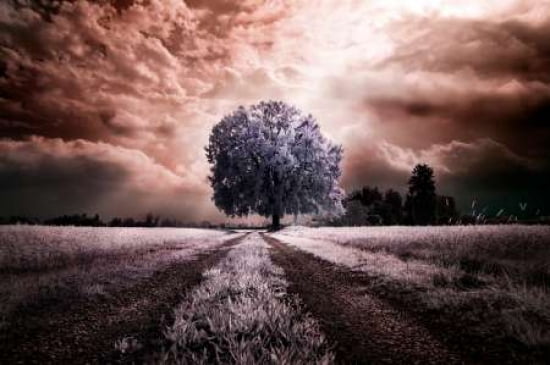 The Path To The Old