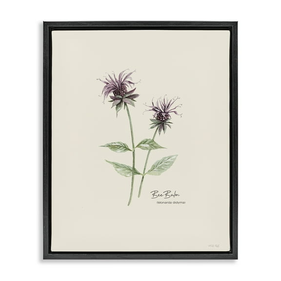 Stupell Industries Bee Balm Herb Botanical & Floral Painting Black Floater Framed Art Print Wall Art, 17 x 21