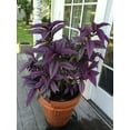 thumbnail image 6 of RedCrocus Persian Shield Strobilanthes dyerianus - Vibrant Evergreen Foliage for Garden & Indoor Decor  4" Pot (Pack of 5), 6 of 16