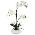 thumbnail image 1 of 25" Potted White Orchid fls x 2 stem w/White Ceramic Container, 1 of 2