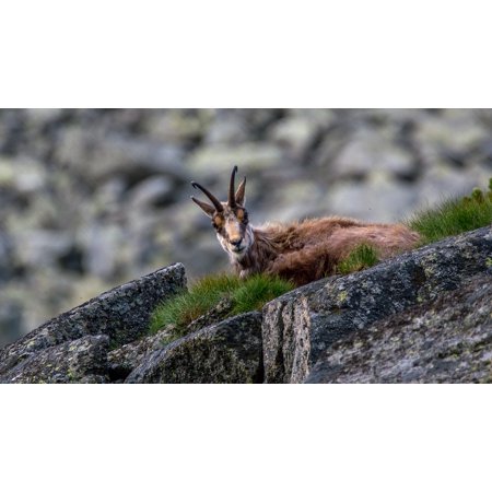 Laminated Poster Chamois Endemit Rupicapra Rupicapra Tatrica Chamoix Poster Print 11 X 17 Walmart Com
