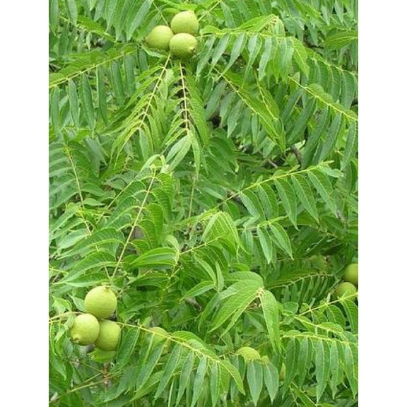 2 Black Walnut Trees 18" - 24" Healthy Bare Root Plants