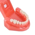 thumbnail image 2 of Modelo de dientes dentales multifuncional práctica visible inamovible para estudio de enseñanza Tmvgtek Cuidado Belleza, 2 of 8