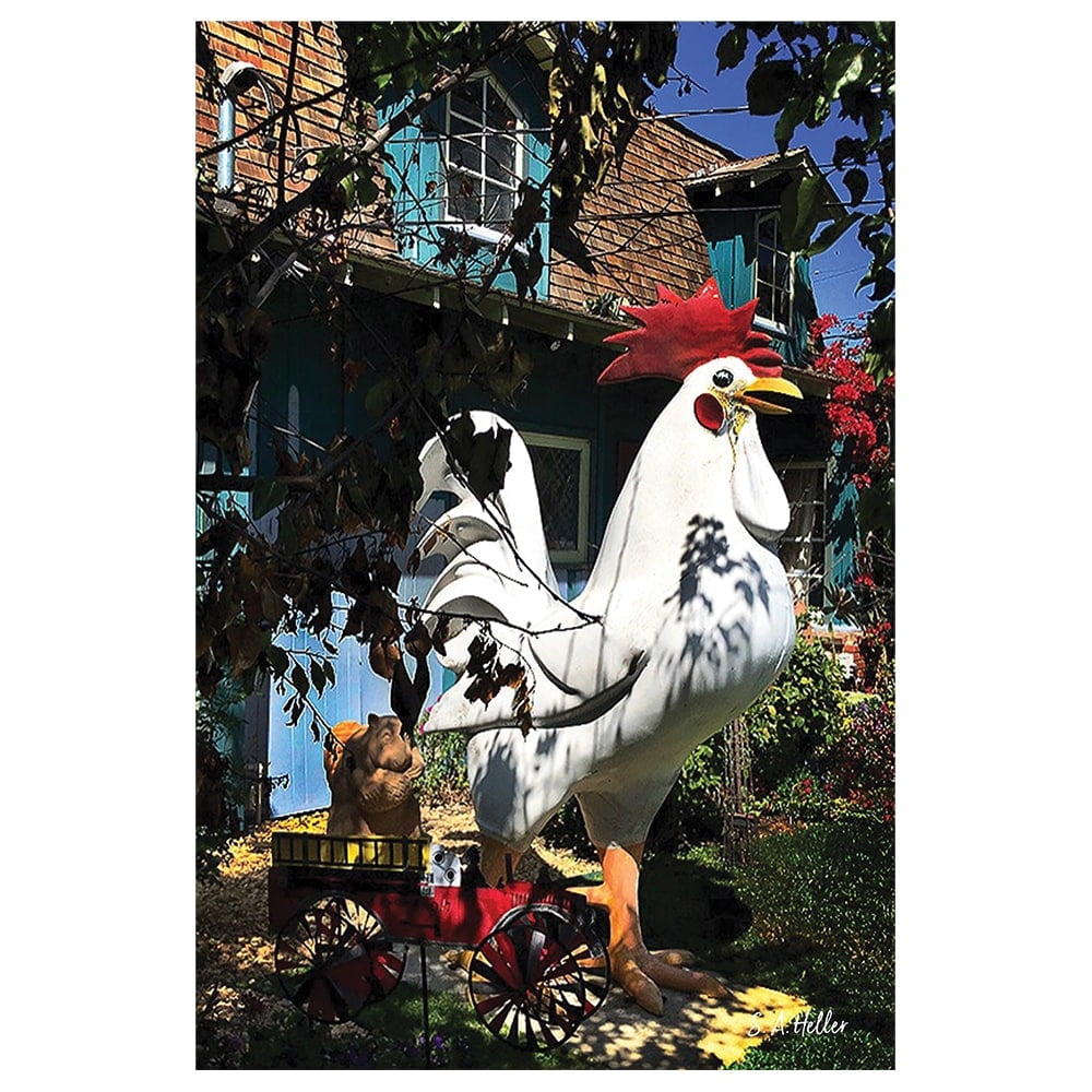 LAWN CHICKEN by photographer Steven A. Heller - 14"x14" Canvas Artwork - Multi-Color 16 x 20