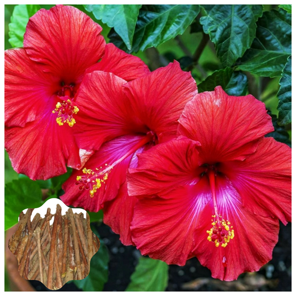7 Red Hibiscus Cuttings for Planting Red Hibiscus Flower Plant Perennial Flowering Shrub Outdoor Indoor Garden