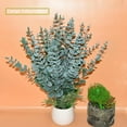 thumbnail image 3 of 36 Pcs Black Eucalyptus Stems 15'' Faux Eucalyptus Leaves Artificial Flowers for Black Halloween Fake Branches Decor Wedding Bouquet Centerpiece Floral Arrangement Home Decoration, 3 of 6