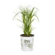 Proven Winners 2.5QT Green Papyrus Live Plants with Grower Pot