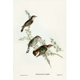 thumbnail image 2 of Gould, John 17x24 White Modern Wood Framed Museum Art Print Titled - Shining Cuckoo-Chrysococcyx lucidus, 2 of 4