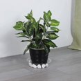 thumbnail image 4 of 5 Pack Plant Saucer, Clear Plastic Plant Pot Saucer, Made Of Thicker, Stronger Plastic, With Unique Design, Durable Flower Plant Tray For Indoor And O, 4 of 5