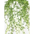 thumbnail image 6 of String of Dolphins - Live Air-Purifying Indoor Plant in Nursery Pot – Easy Care, Low Maintenance Houseplant for Home & Office Decor, Natural Air Cleaner, Best for Beginners (6"Pot, NurseryPot), 6 of 14