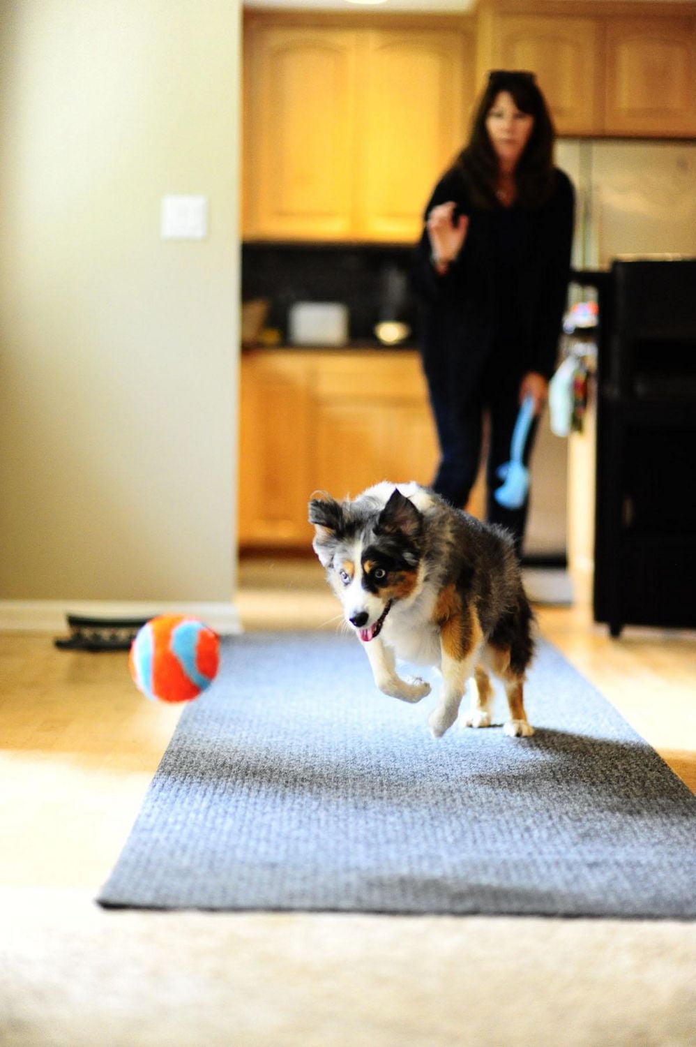Chuckit! Indoor Ball Fetch Plush Ball Dog Toy