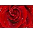 thumbnail image 1 of BSDHOME Polyester 7x5ft Red Background Photography Bride Groom Portrait Photoshoot Only Rose Flower Backdrop for Wedding Photobooth, 1 of 2