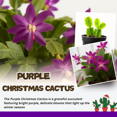thumbnail image 3 of Rare Purple Christmas Cactus Plants Live, Purple Zygocactus Live Indoor Plant, 3 Inch Pot, Zones 10-12, 3 of 5