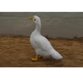 thumbnail image 2 of de Aves de Corral de Animales Artificiales, Piel de Jardín, s Artificiales , ganso, 2 of 4
