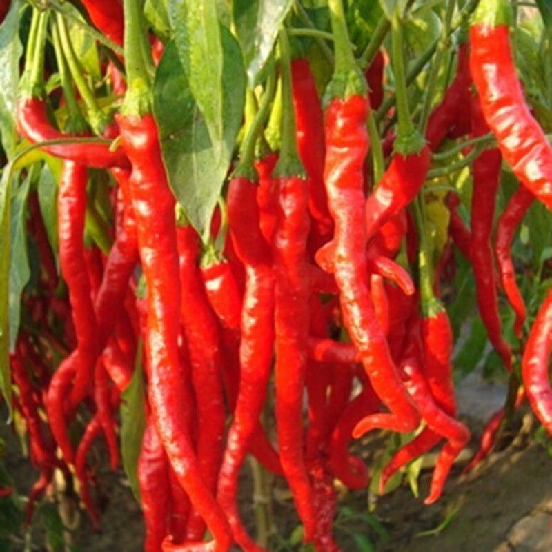 10X Rare Giant Spices Red Spicy Chili Pepper Seeds Vegetable Plant Garden Hot 