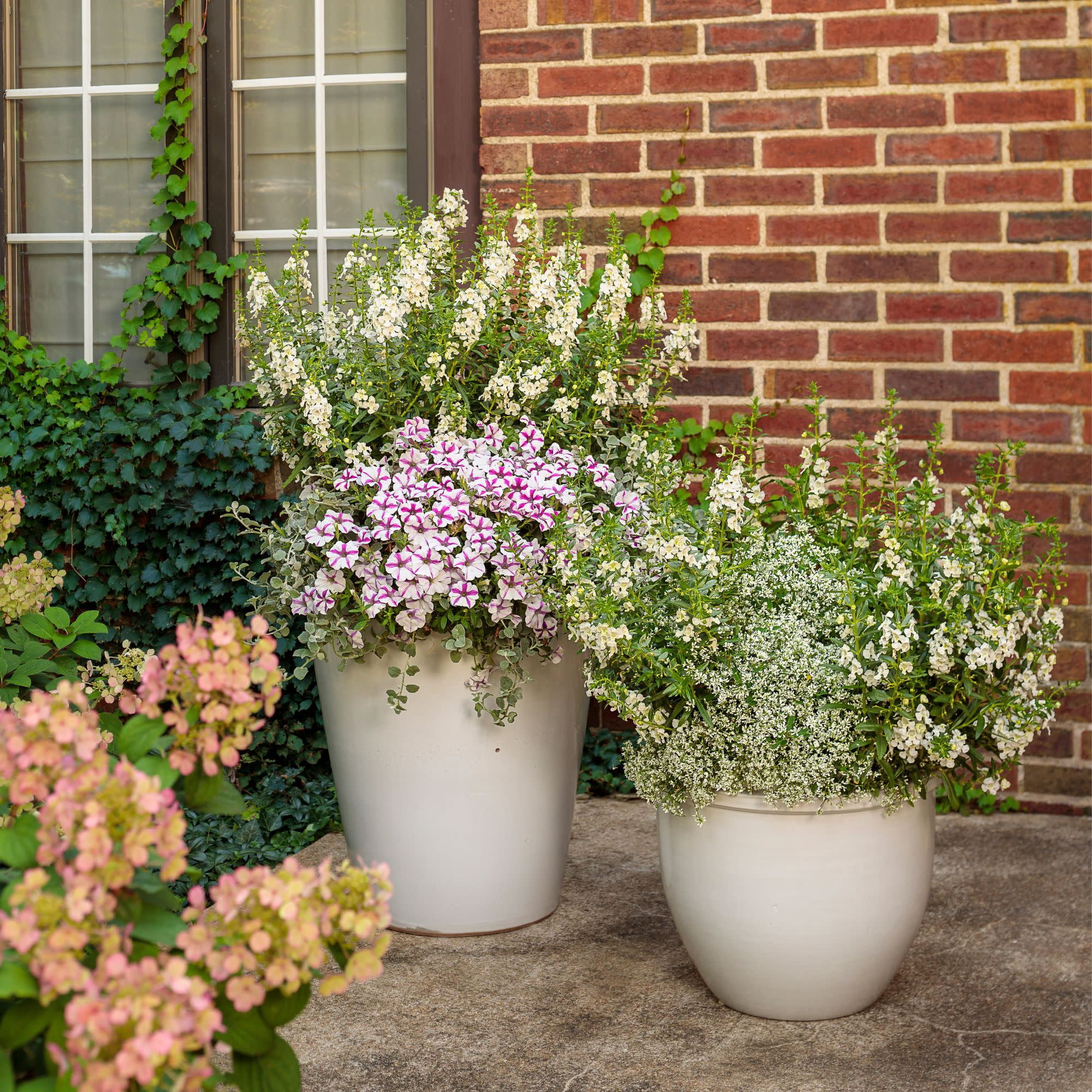 Proven Winners 8" Angelface White Summer Snapdragon Live Plant in 6.5" Pot