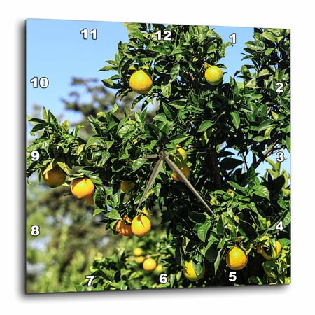 3drose, Italy. Bright Yellow Lemons on a Lemon Tree., 10x10 Wall Clock