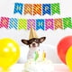 thumbnail image 2 of Cateissary Juego de tarjetas de papel de arcoíris de 16,4 pies, decoraciones de feliz cumpleaños, cartel de feliz cumpleaños para fiesta de Kits de decoración para fiestas TYPE3 NO3, 2 of 6