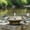 Gold, variant on 12.6" Bird Baths for Outdoors, Bird Bath Fountains Solar Power, Hummingbird Bath Fountain, Solar Bird Bath Fountain for Garden Patio Decor(Blue)