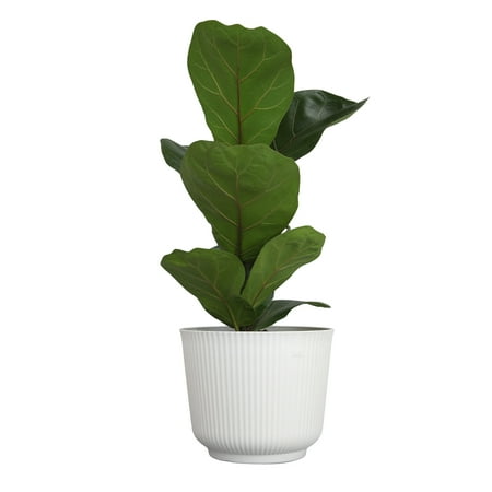 Element Fiddle Leaf Fig Tree Ficus Lyrata in 6" White Decor Pot (Approx 15" Tall) Live Plant