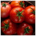 thumbnail image 1 of Everwilde Farms - 1/4 lb Organic Bonny Best Heirloom Tomato Seeds - Gold Vault Bulk Seed Packet, 1 of 2
