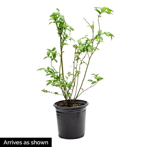 Direct Gardening 1 Gal. Pot, Kawai Honeyberry Bush Potted Fruit Bearing Plant