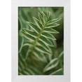 thumbnail image 3 of Erin Berzel 23x32 White Modern Wood Framed Wall Art Titled - Compound Leaves II, 3 of 5