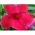 thumbnail image 3 of Mandevilla Giant Crimson 4 Inch Pot, 3 of 7