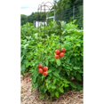 thumbnail image 2 of Panacea Tri Fold Plant Support Trellis, Brown, 64"H, 2 of 2